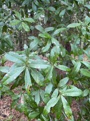 Quercus hemisphaerica