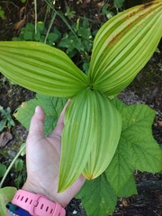 Veratrum viride
