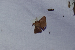 Malacosoma americana