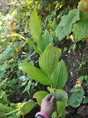 Veratrum viride