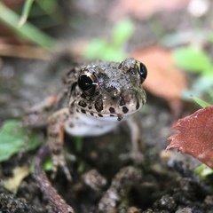 Fejervarya kawamurai