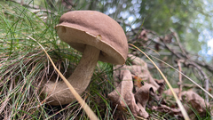 Leccinum scabrum