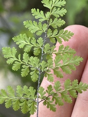 Myriopteris peninsularis