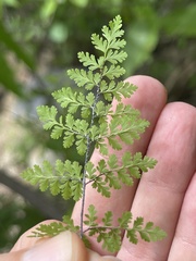 Myriopteris peninsularis