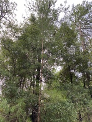 Pinus clausa