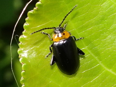 Disonycha triangularis