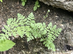 Myriopteris peninsularis
