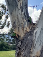 Glossopsitta concinna