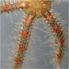 Ophiothrix spiculata