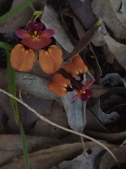 Diuris longifolia