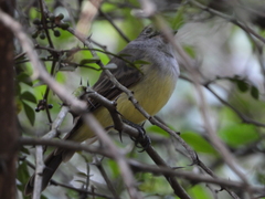 Myiarchus