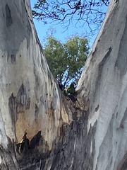 Glossopsitta concinna