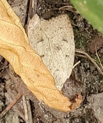 Machimia tentoriferella