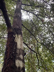 Quercus hemisphaerica