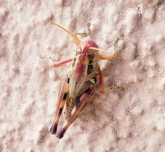 Melanoplus lakinus