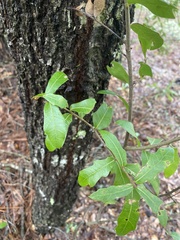 Quercus hemisphaerica