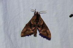 Paonias excaecata