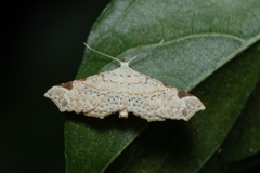 Prolophota trigonifera