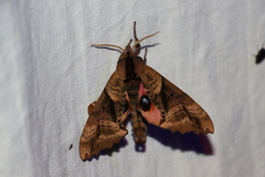 Paonias excaecata