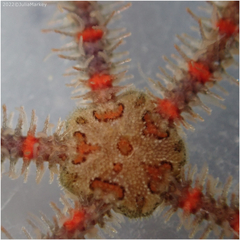 Ophiothrix spiculata