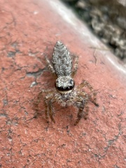 Menemerus bivittatus