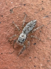 Menemerus bivittatus