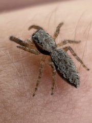 Menemerus bivittatus
