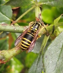 Vespula squamosa