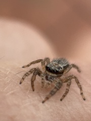 Menemerus bivittatus