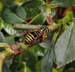 Vespula squamosa