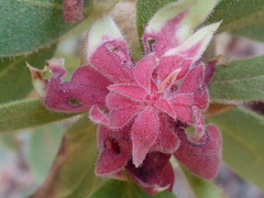 Arctostaphylos virgata