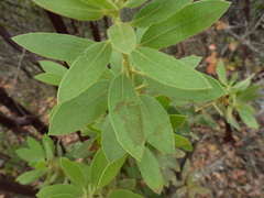 Arctostaphylos virgata