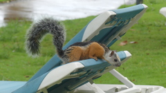 Sciurus variegatoides