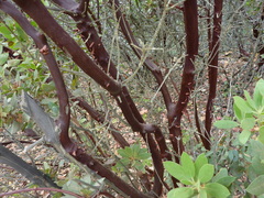Arctostaphylos virgata