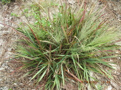 Eragrostis spectabilis
