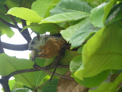 Sciurus variegatoides