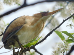 Ixobrychus exilis
