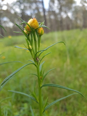 Xerochrysum viscosum