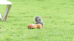 Sciurus variegatoides