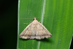 Lysimelia lucida