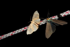 Eulithis diversilineata