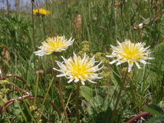 Taraxacum confusum