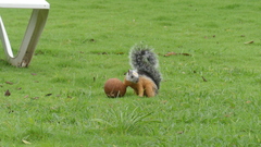 Sciurus variegatoides