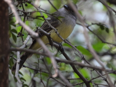 Myiarchus