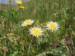 Taraxacum confusum