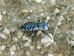 Zopherus nodulosus