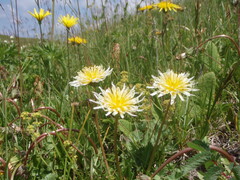Taraxacum confusum
