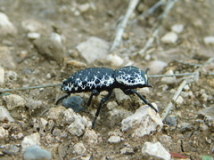 Zopherus nodulosus