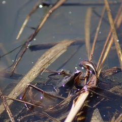 Pseudacris triseriata