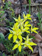 Caladenia flava flava